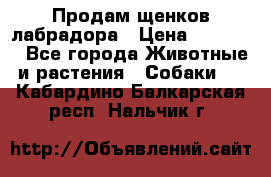 Продам щенков лабрадора › Цена ­ 20 000 - Все города Животные и растения » Собаки   . Кабардино-Балкарская респ.,Нальчик г.